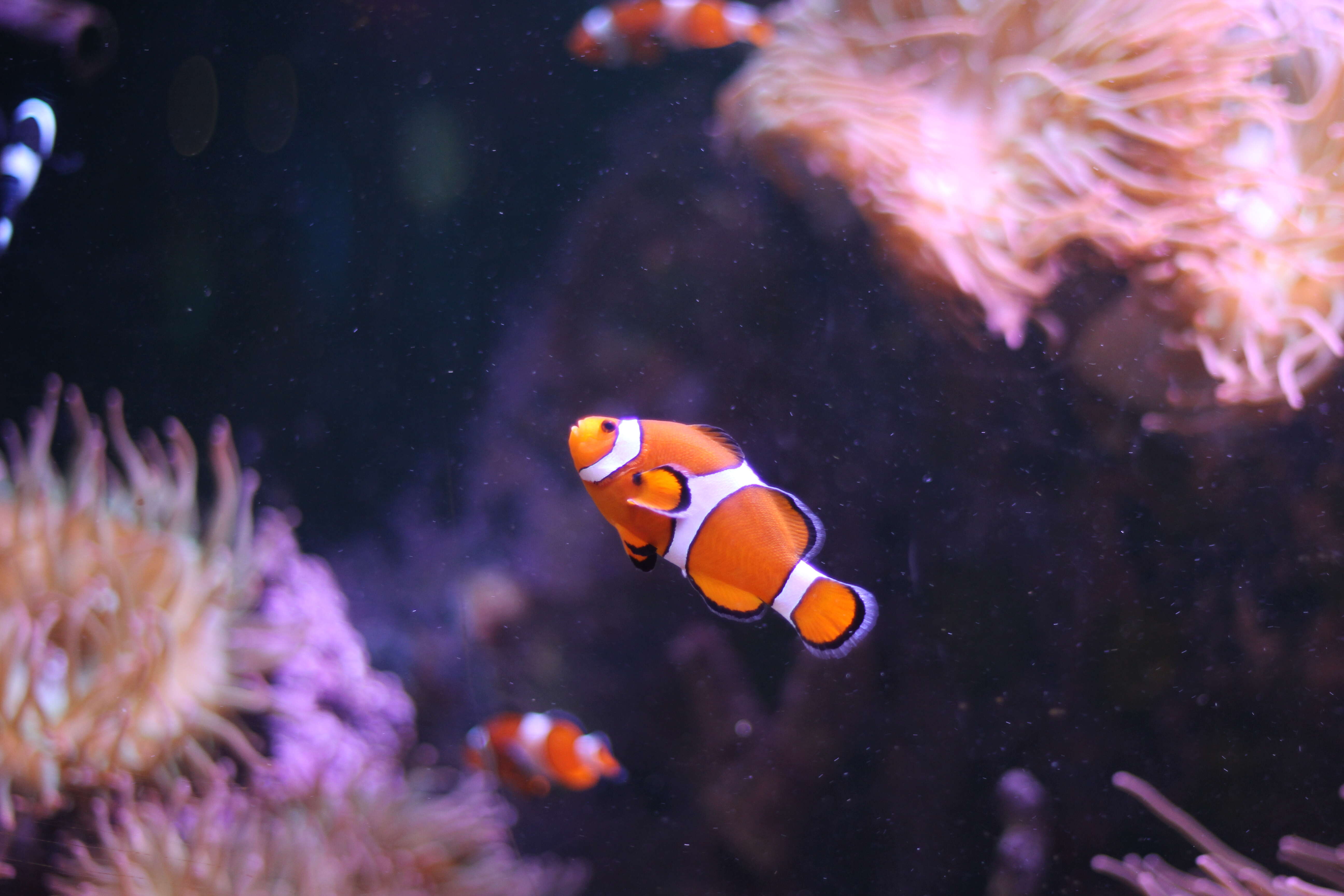 Imagem de Amphiprion ocellaris Cuvier 1830