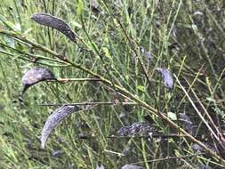 Слика од Cytisus grandiflorus (Brot.) DC.