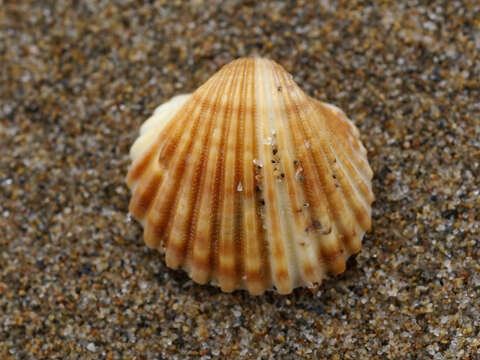 Image of Moroccan cockle