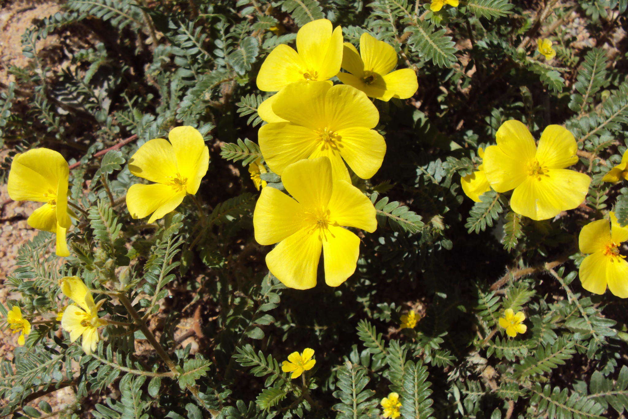 Image of Large-flowered devil-thorns,