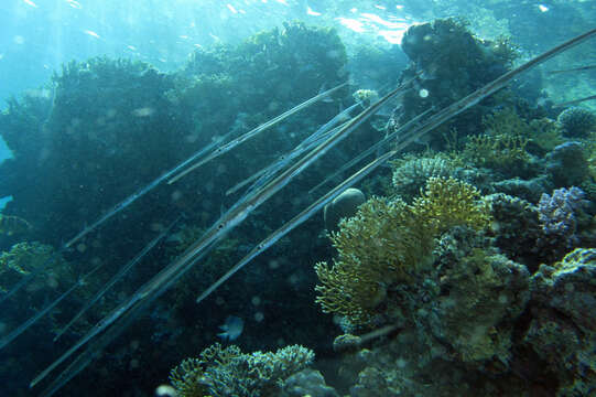 Image of Bluespotted cornetfish