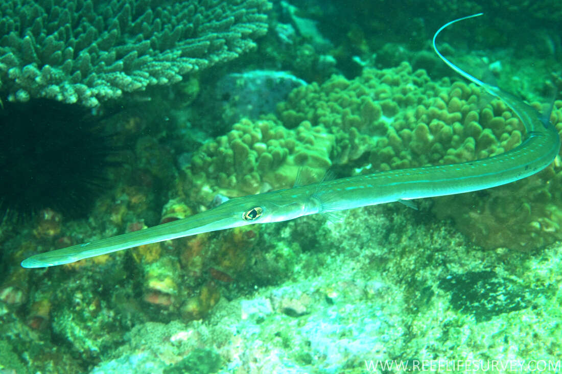 Image of Bluespotted cornetfish