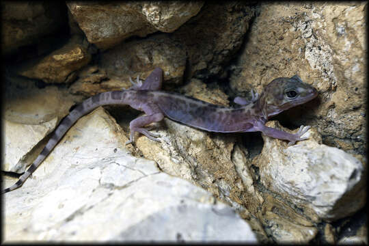 Image of Genetzter Krallengecko