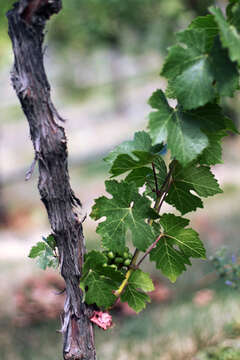 Image of wine grape