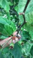 Image of Crataegus coccinea L.