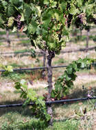 Image of wine grape