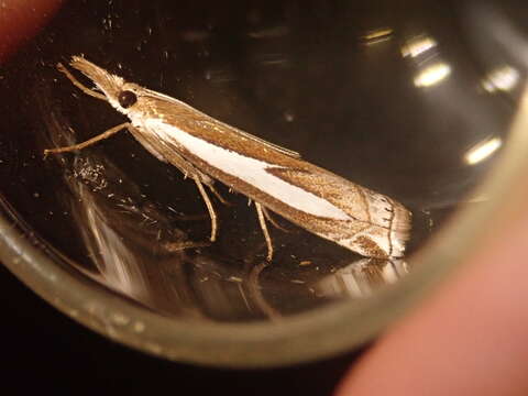 Image of Crambus hamella Thunberg 1788