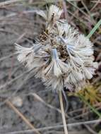 Image of Liatris carizzana (Gaiser) G. L. Nesom