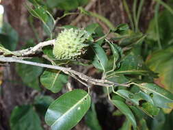 Image de Rhopalocarpus lucidus Bojer
