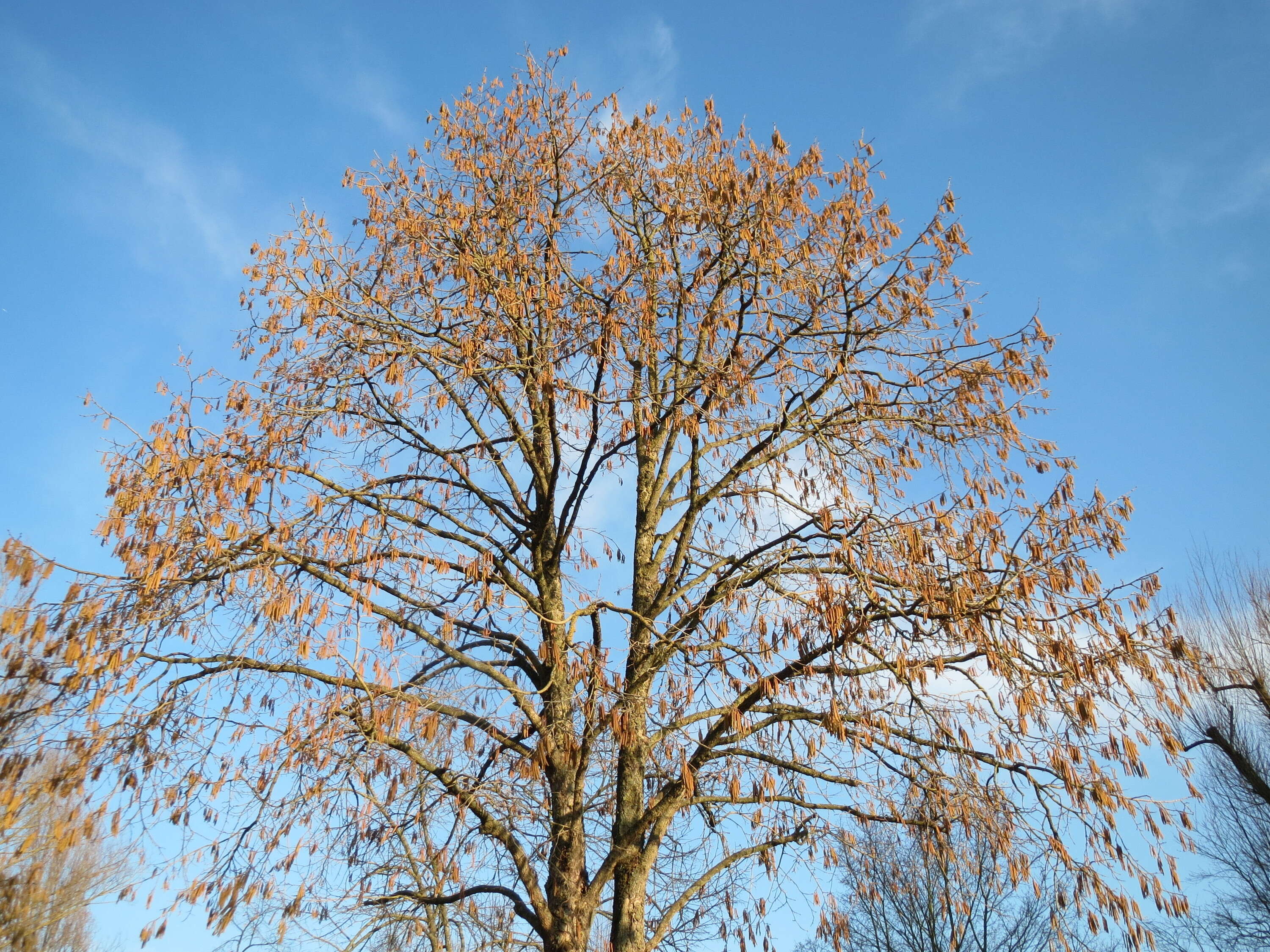 Image of Turkish Hazel