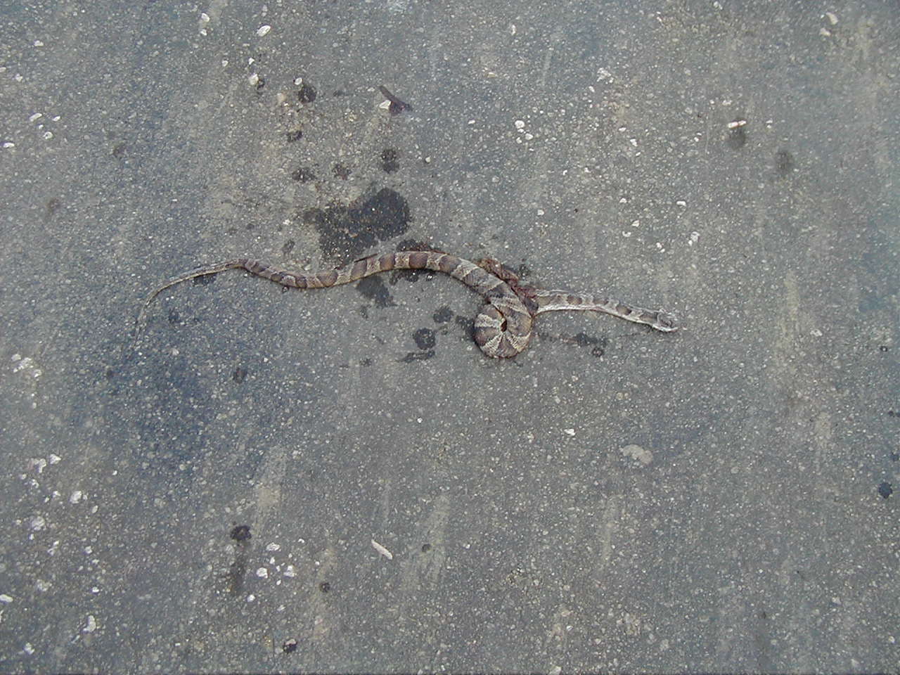 Image of Baker's Cat-eyed Snake