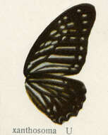 Sivun Graphium macareus (Godart 1819) kuva