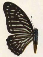 Sivun Graphium macareus (Godart 1819) kuva