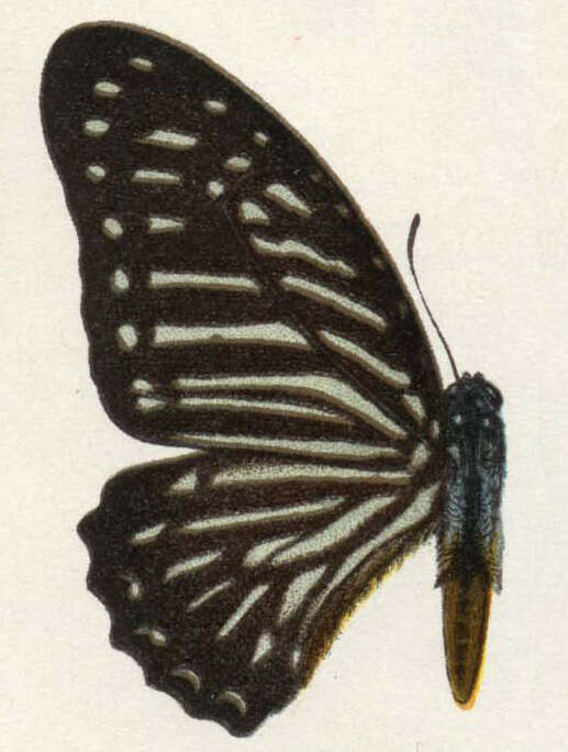 Graphium macareus (Godart 1819) resmi