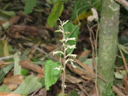 Image of Cyclopogon cranichoides (Griseb.) Schltr.