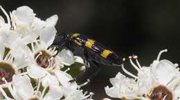 Image of Castiarina rectifasciata (Saunders 1868)