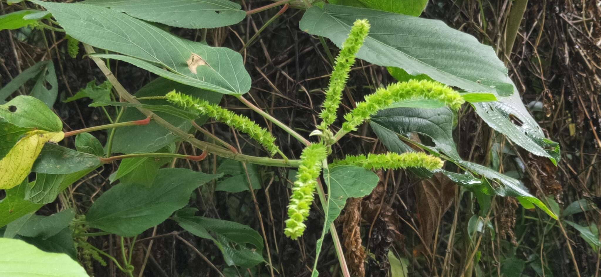 Imagem de Acalypha angatensis Blanco