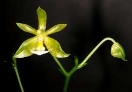 Image of Phalaenopsis mannii Rchb. fil.