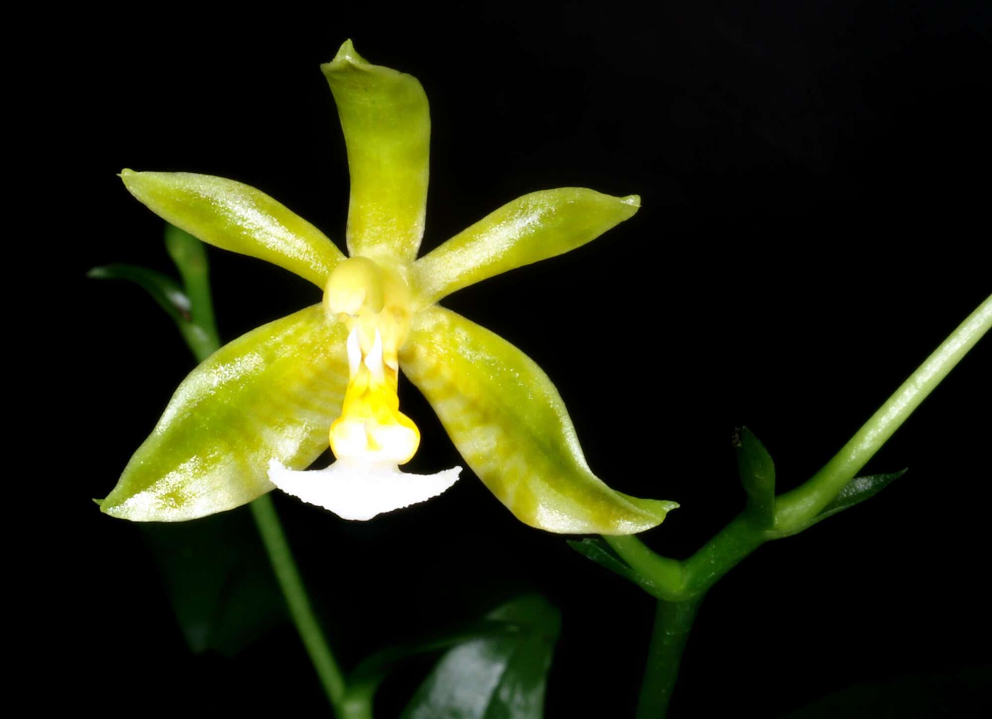 Image of Phalaenopsis mannii Rchb. fil.