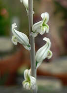 Image of Haworthia emelyae Poelln.