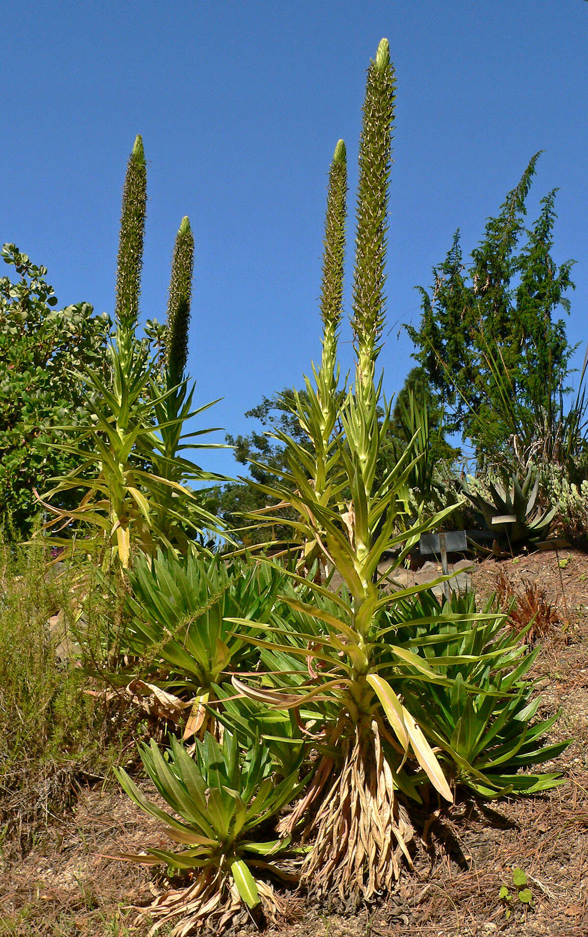 Image of Lobelia aberdarica R. E. Fr. & T. C. E. Fr.