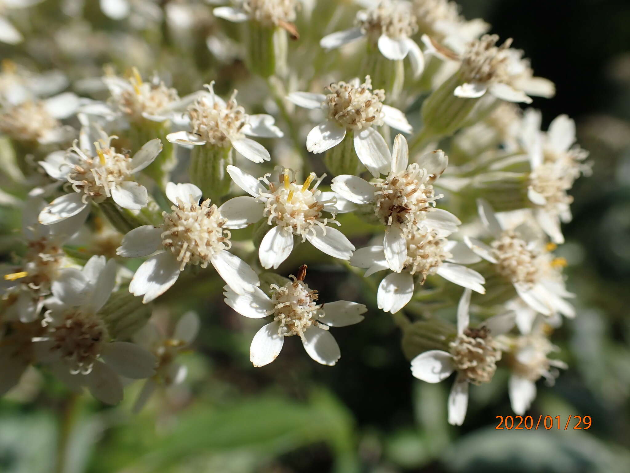 Image of Zemisia discolor (Sw.) B. Nord.