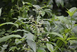 Image of poke milkweed