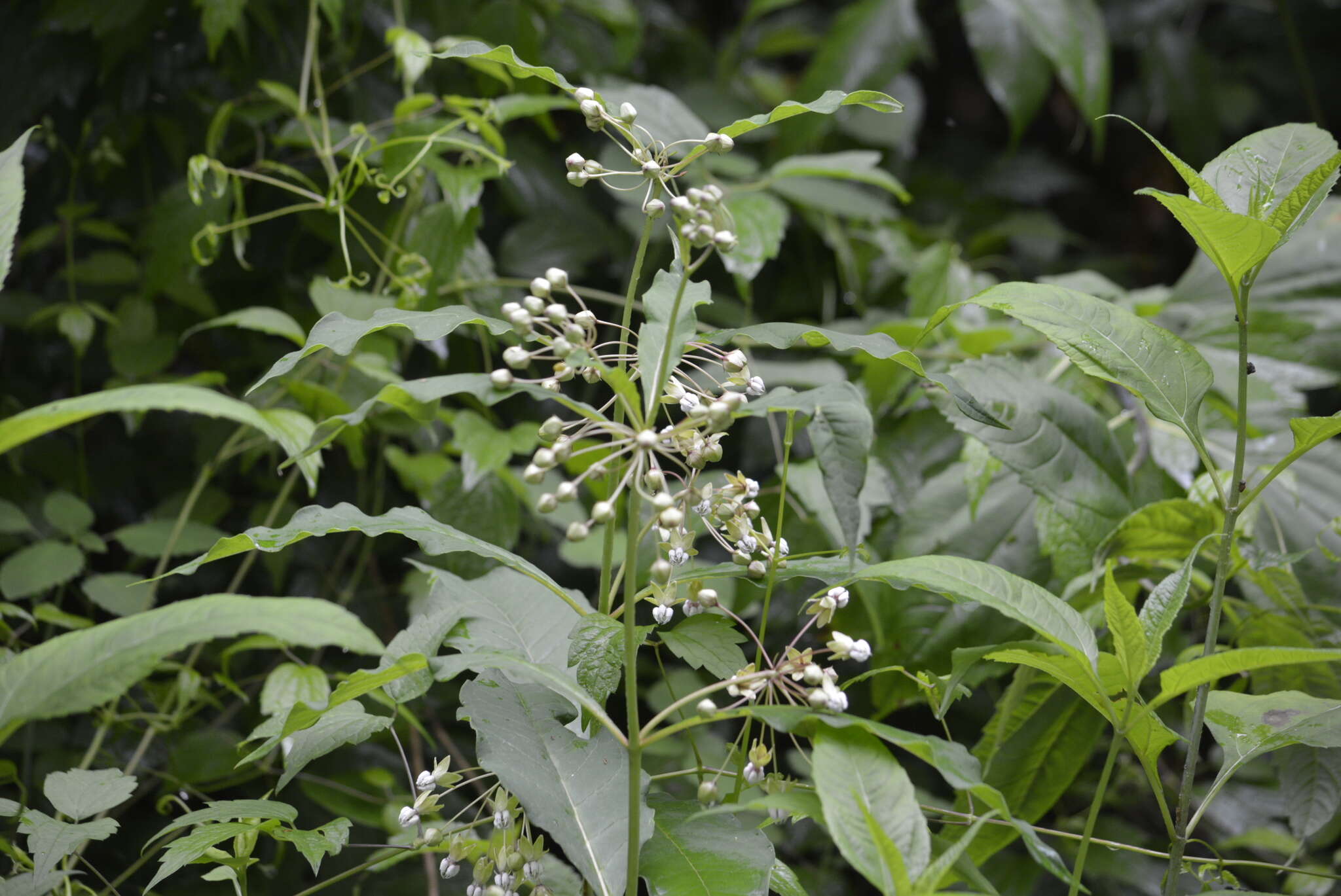 Слика од Asclepias exaltata L.