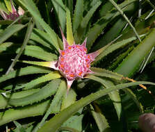 Image of Ochagavia carnea (Beer) L. B. Sm. & Looser