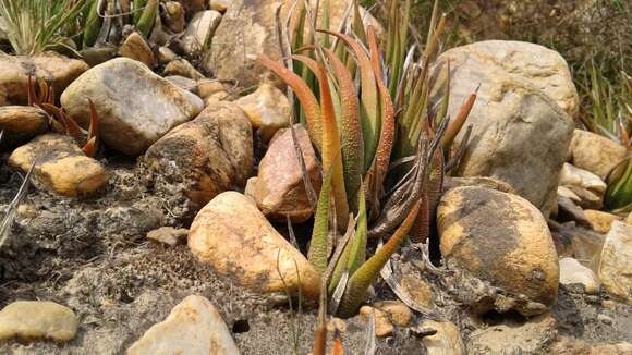 Plancia ëd Haworthiopsis longiana (Poelln.) G. D. Rowley