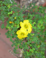 Image of Oxalis virgosa Molina