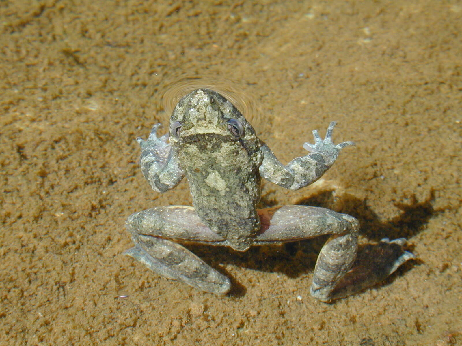 Image of Corsican Painted Frog