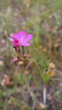 Image of carthusian pink