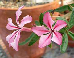 Image of Pachypodium succulentum (L. fil.) Sweet