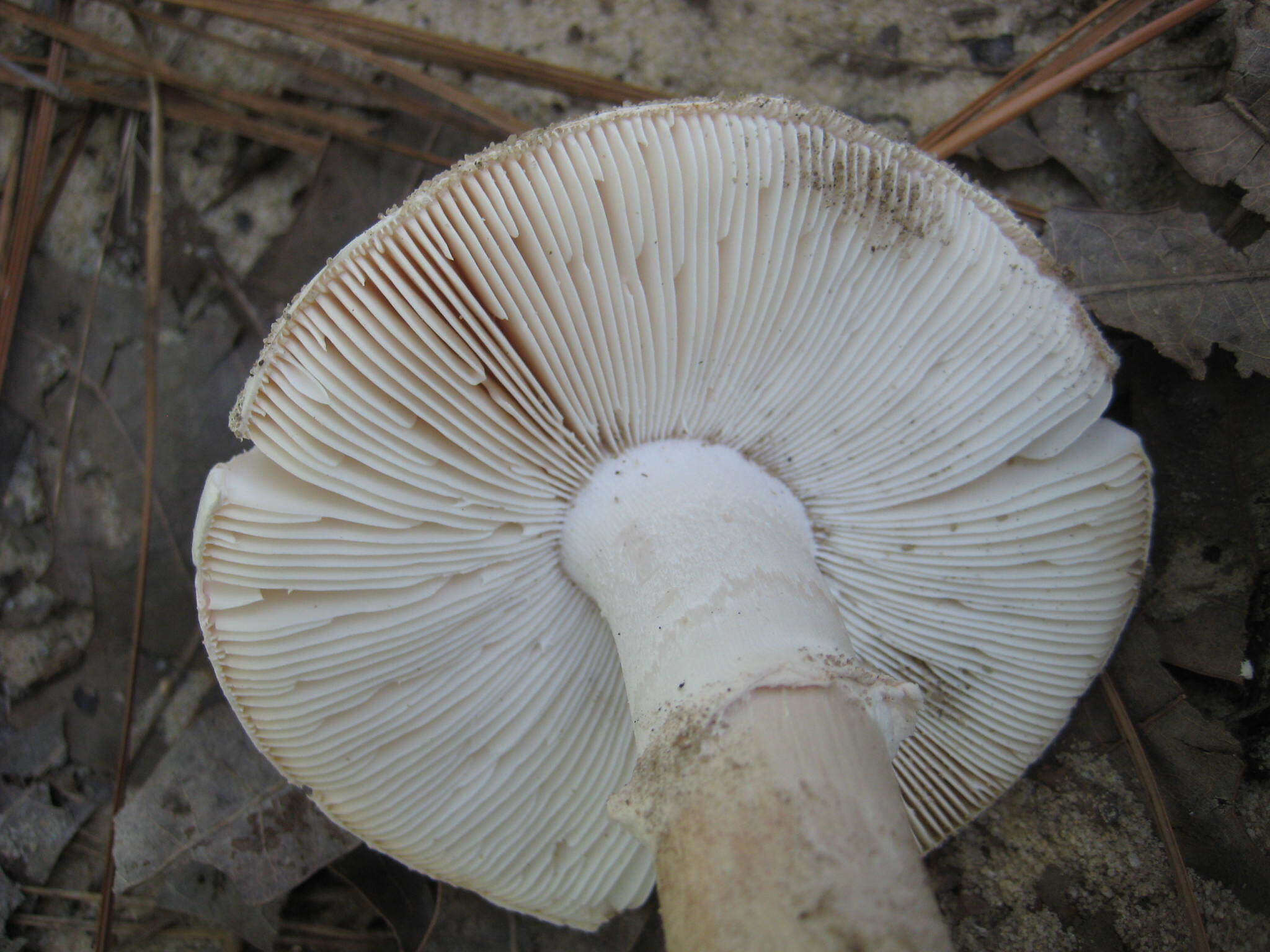 Image of Fool's Mushroom