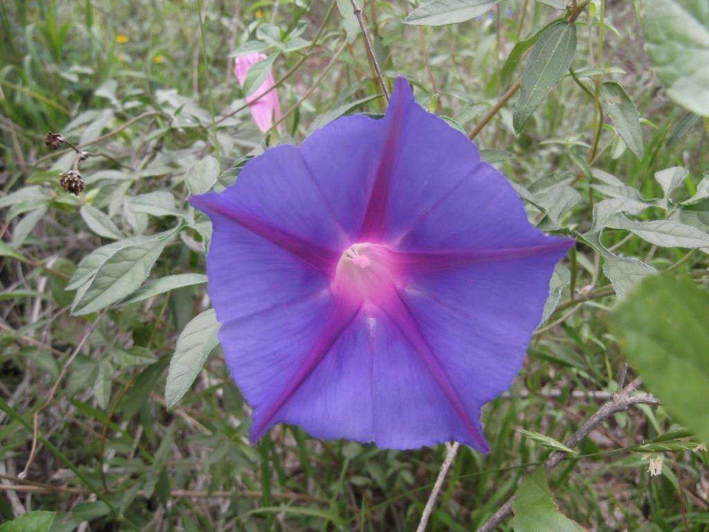 Image of silky morning-glory