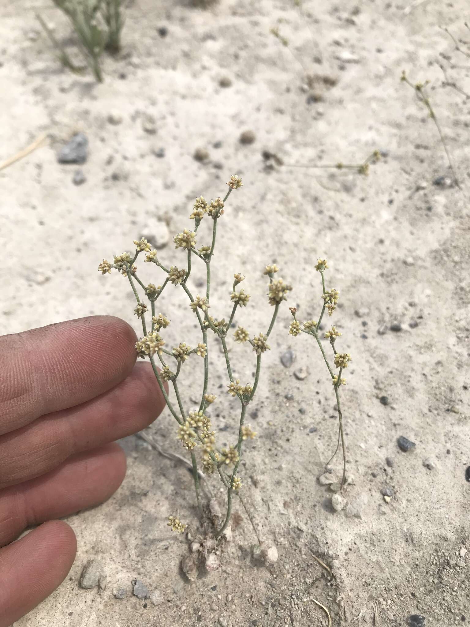 Image of Mono buckwheat