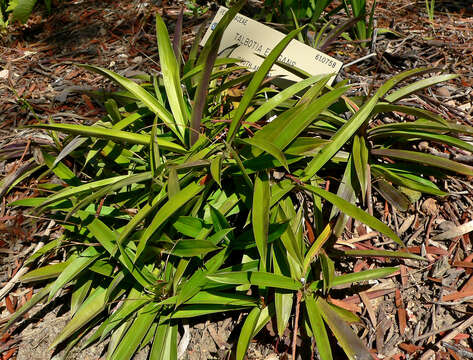 Image of Xerophyta elegans (Balf.) Baker