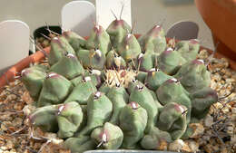 Image of Thelocactus rinconensis (Poselger) Britton & Rose