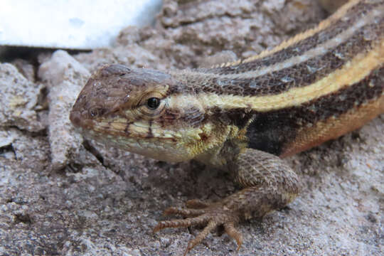 Image of Sceloporus variabilis olloporus Smith 1937