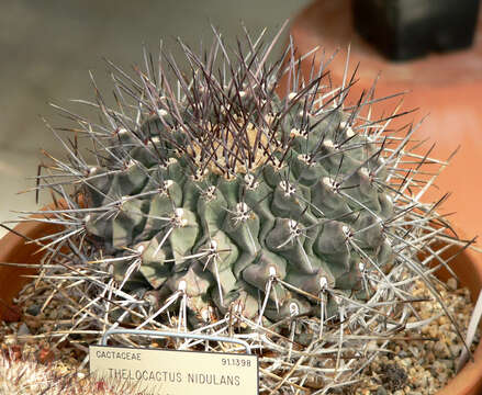 Image of Thelocactus rinconensis (Poselger) Britton & Rose