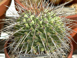 Image of Thelocactus rinconensis (Poselger) Britton & Rose