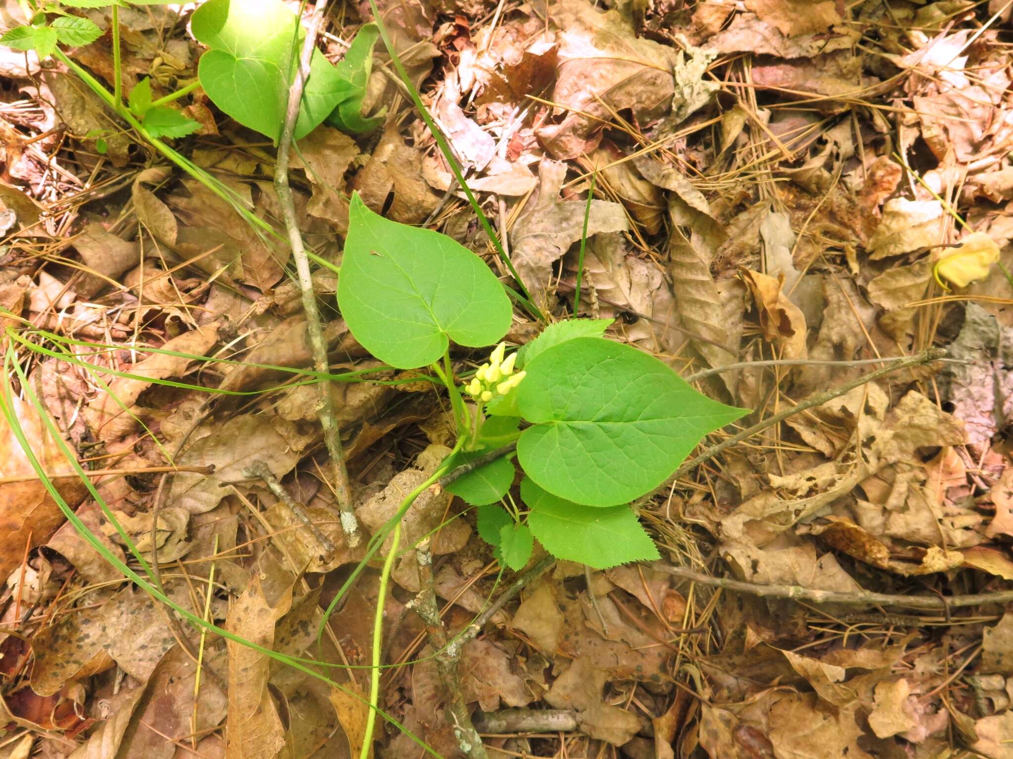 Image de Matelea baldwyniana (Sweet) R. E. Woodson