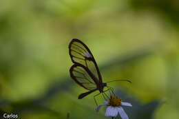 Image of Salvin's Clearwing