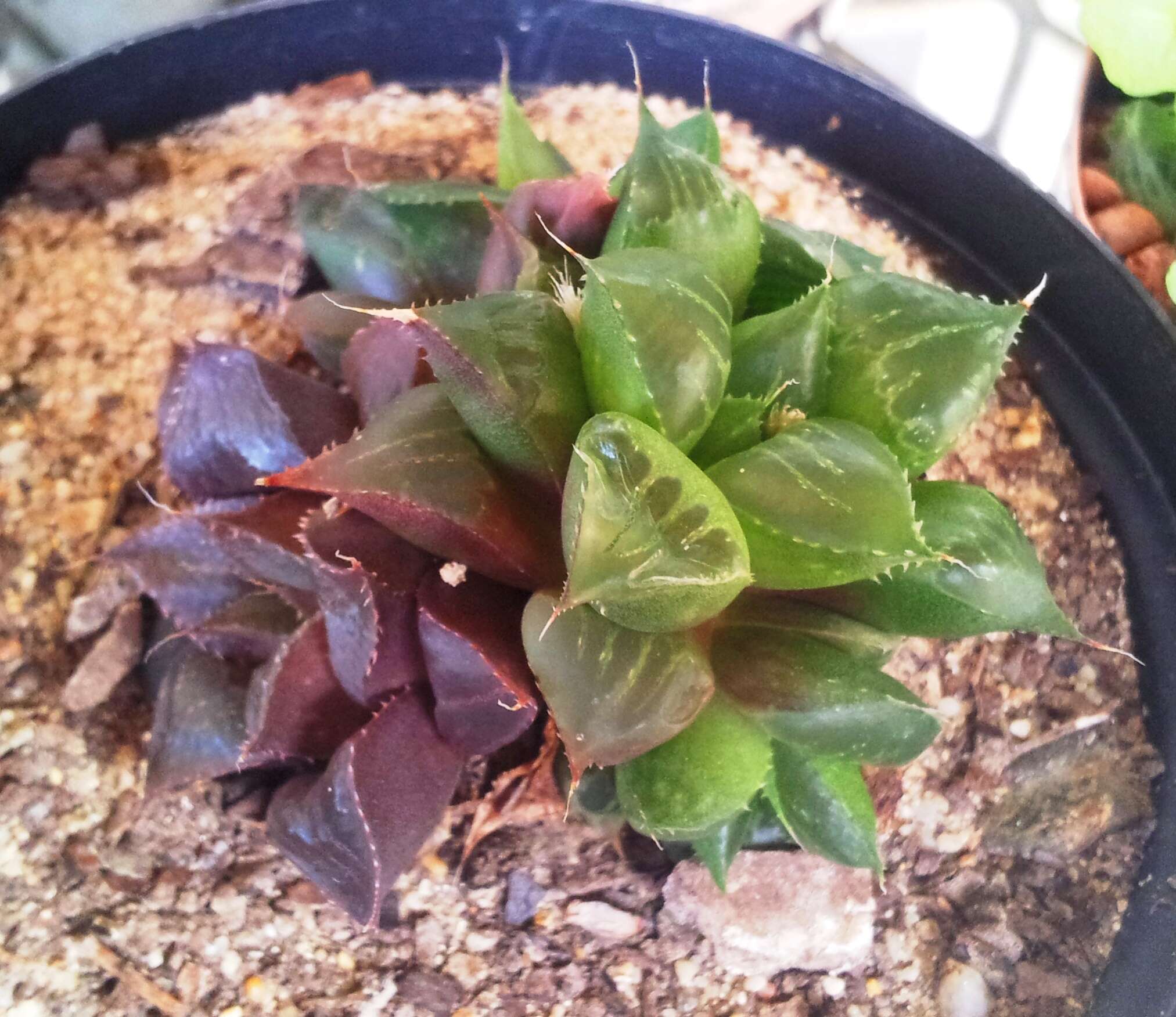 Image of Haworthia mirabilis (Haw.) Haw.