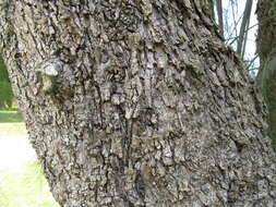 Image of drooping she-oak