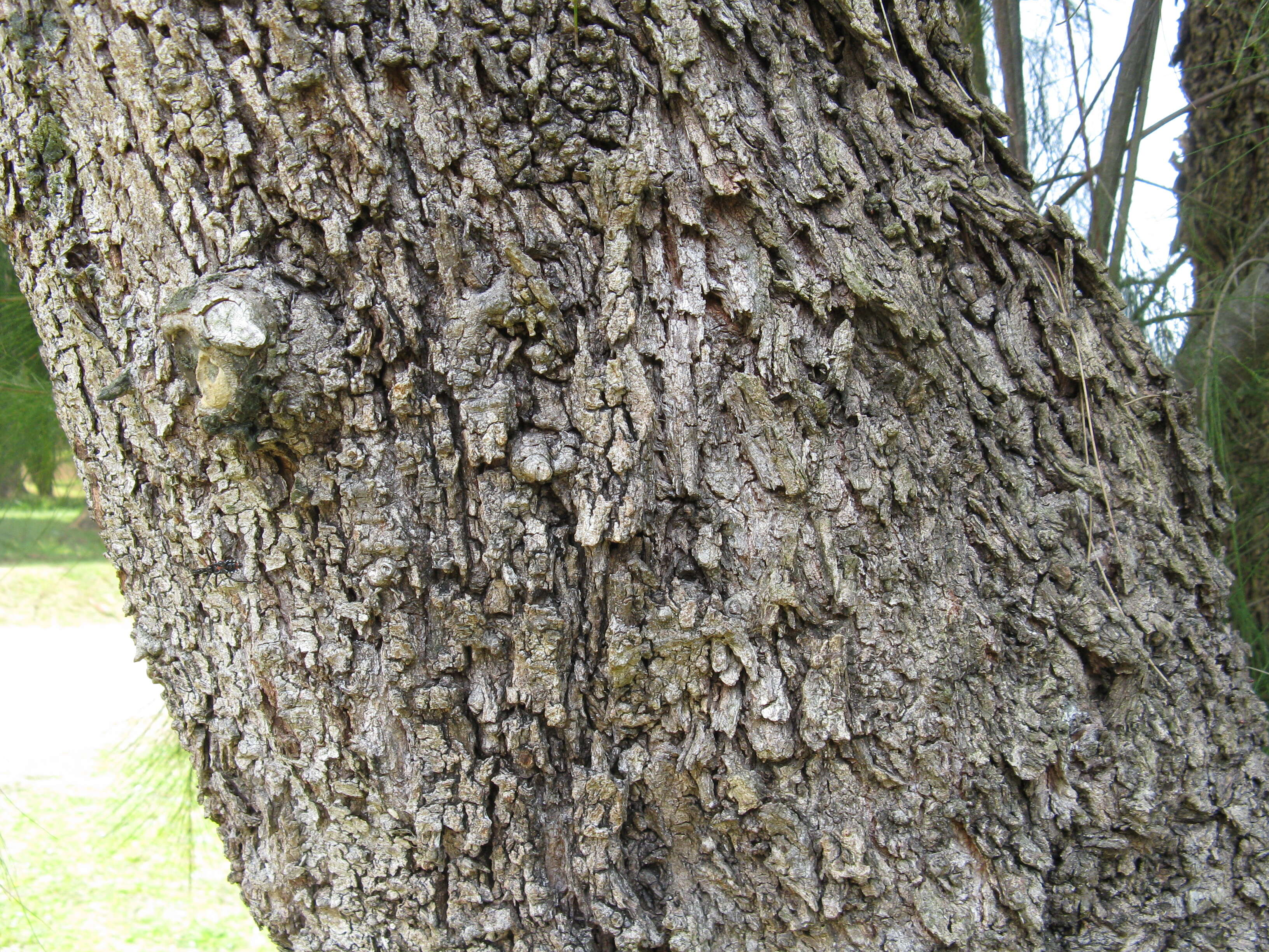 Image of drooping she-oak