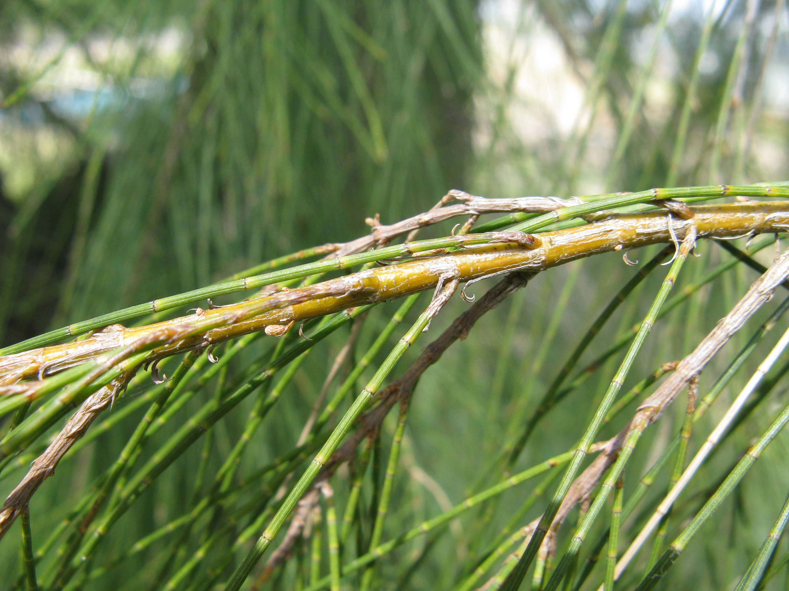 Image of drooping she-oak