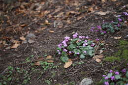 Image of Cyclamen coum Miller