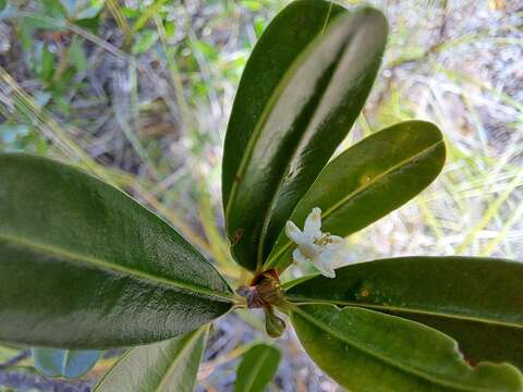 Erythroxylum novocaledonicum O. E. Schulz的圖片